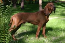 Redbone Coonhound