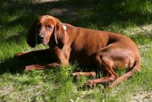 Redbone Coonhound