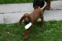 Redbone Coonhound