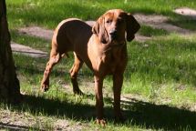 Redbone Coonhound