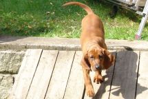 Redbone Coonhound