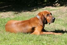 Redbone Coonhound