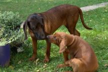 Redbone Coonhound