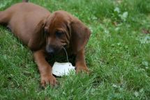 Redbone Coonhound