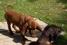 Redbone Coonhound