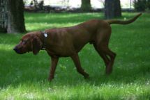 Redbone Coonhound