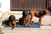 Redbone Coonhound