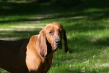 Redbone Coonhound