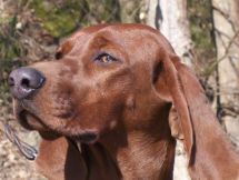 Redbone Coonhound