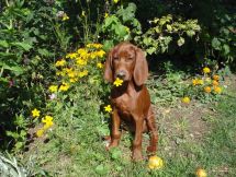 Redbone Coonhound štěně.