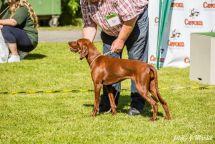 Redbone Coonhound na výstavě