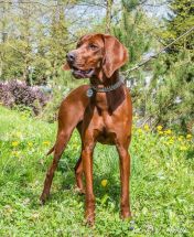 Redbone Coonhound